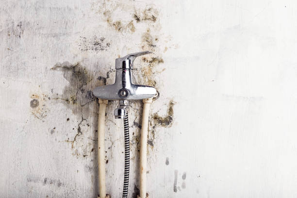 Best Industrial Mold Remediation in Kemp, TX