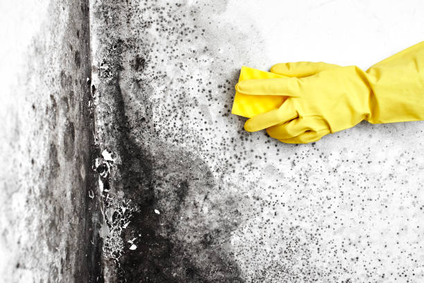 Best DIY Mold Remediation Support Services in Kemp, TX