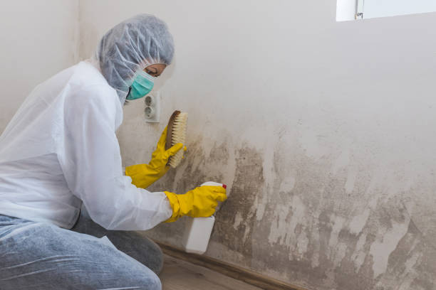 Best Commercial Mold Remediation in Kemp, TX