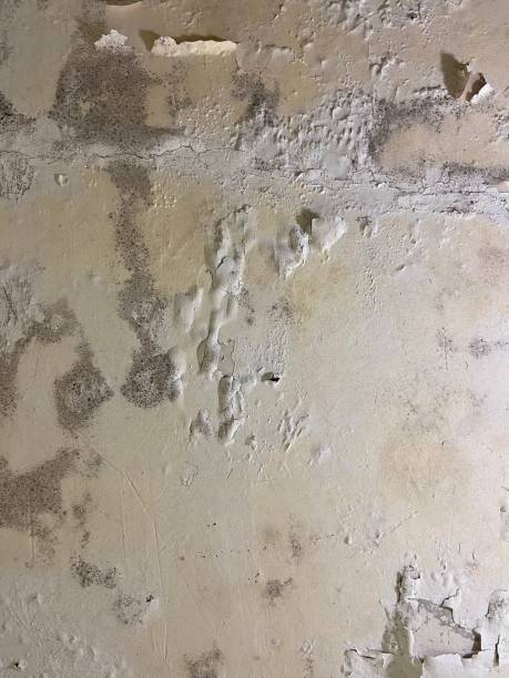 Best Localized Mold Remediation (e.g., coastal areas, humid climates) in Kemp, TX