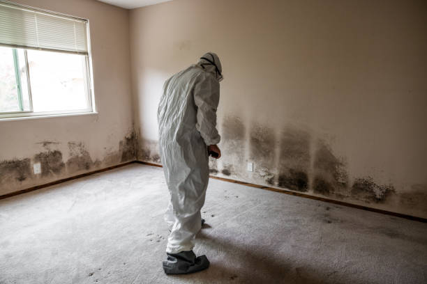 Best Residential Mold Remediation in Kemp, TX