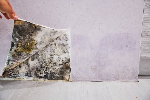 Best Attic Mold Remediation in Kemp, TX